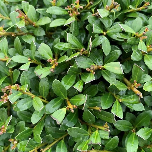 Houx (Ilex Crenata) Stokes 30/35. Le pot de 6,5 litres