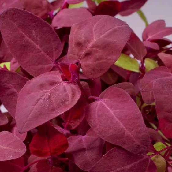 Arroche rouge Red Flash Atriplex hortensis