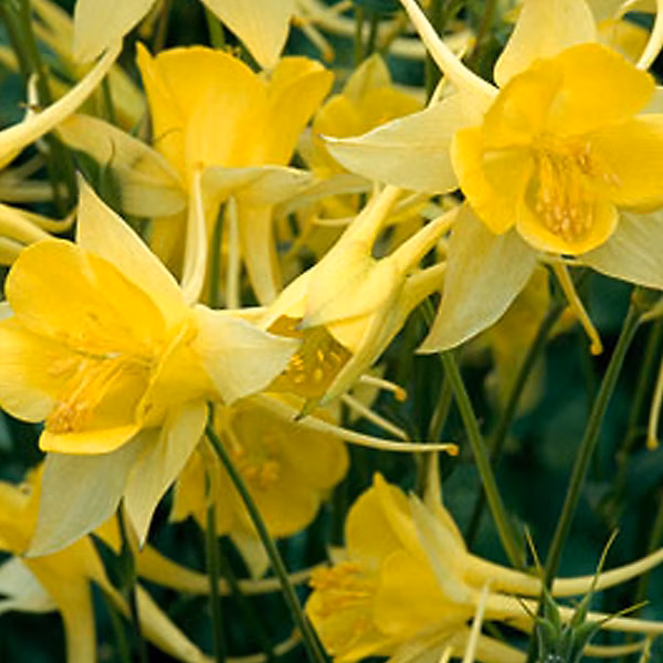 6 x Ancolie à fleurs jaunes 'Yellow Queen' – Aquilegia chrysantha 'Yellow Queen' | godet 9cm x 9cm