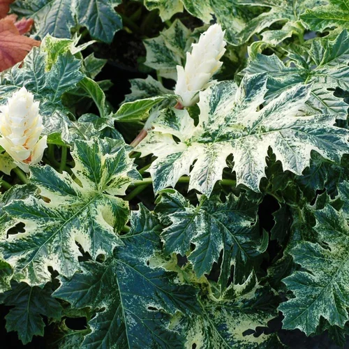 Acanthus 'Whitewater'®. Le pot de 4 litres