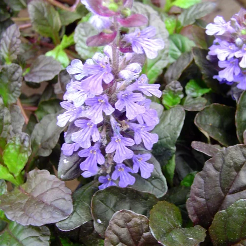 Ajuga Reptans Burgundy Glow. Le pot de 0,5 litre