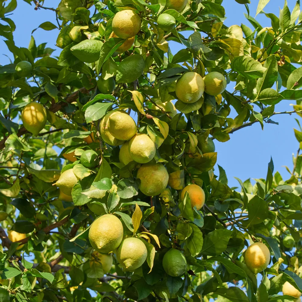 Citronnier des 4 saisons Citrus limon vulcan