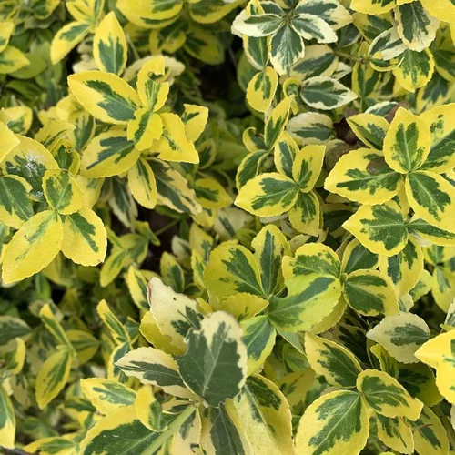 Fusain Emerald Gold jaune. Le pot de 10 litres