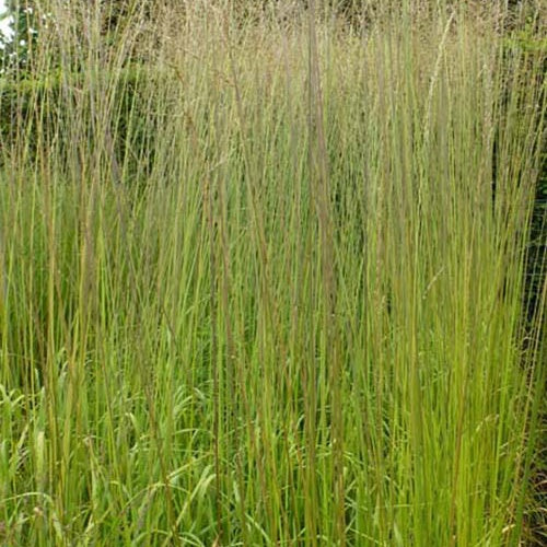 Molinie élevée Windsaule Molinia arundinacea windsaule
