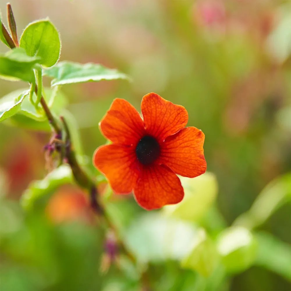 Suzanne aux yeux noirs Sunny Susy® Brownie Thunbergia alata Sunny Susy® Brownie