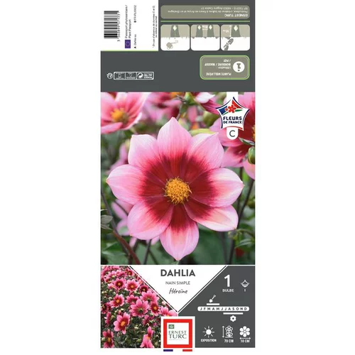 Dahlia nain Simple Héroïne rose halo foncé Ernest Turc - 1 bulbe