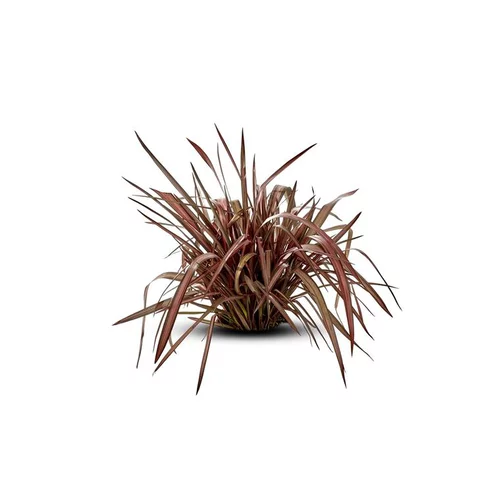 Phormium Tenax Purpureum (Lin de Nouvelle Zélande pourpre) en pot de 5 L rouge