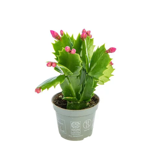 Schlumbergera plante baby en pot Ø 5,5/6 cm