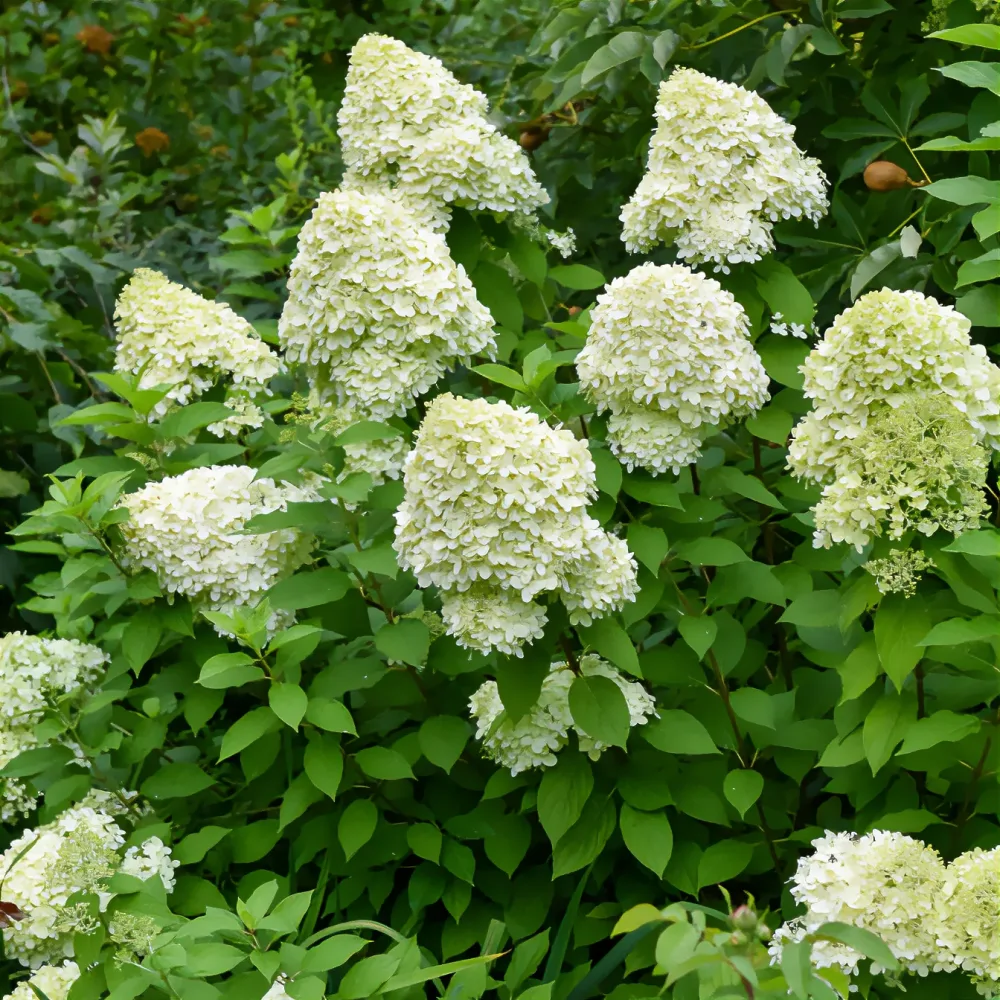 Hortensia paniculé Limelight® Hydrangea paniculata Limelight ®