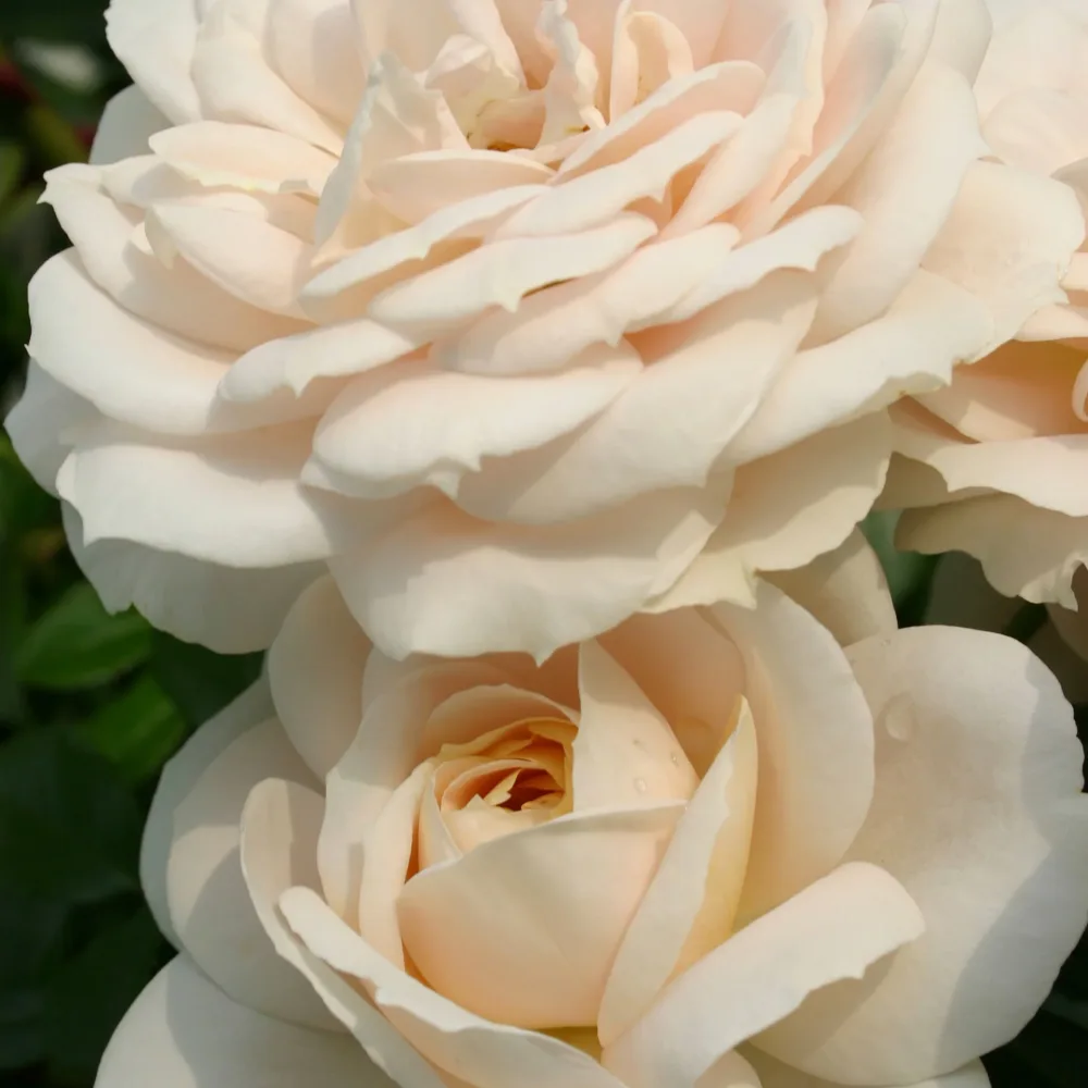 Rosier Lions-Rose ® Rosa Lions-Rose ®