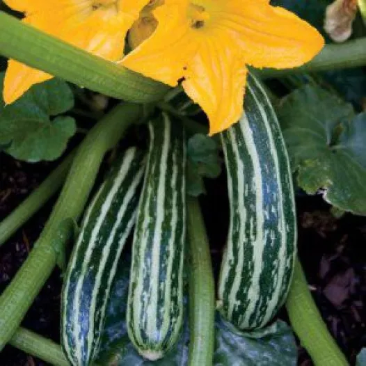 Biologische zaden van Courgette Cocozelle de Tripolis