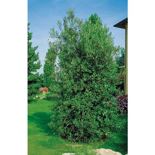 Chêne Vert - pot 10 L