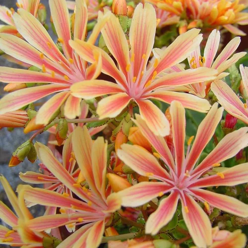 Lewisia vivace - Le pot de 0,7 litre
