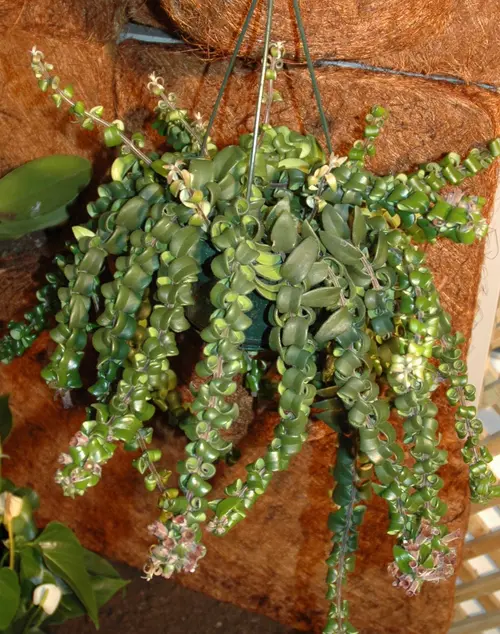Aeschynanthus. La suspension de Ø 20 cm