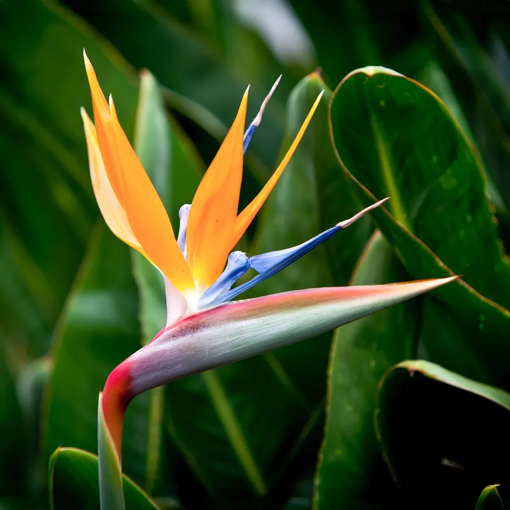 Oiseau du paradis nain Strelitzia reginae humilis