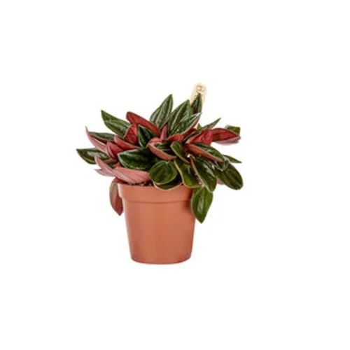 Peperomia Rosso plante baby en pot Ø 6 cm