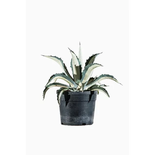 Agave Mediopicta en pot de 5 L jaune