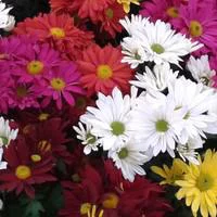 Chrysanthème multifleurs Arlequin - Le pot de 3 litres