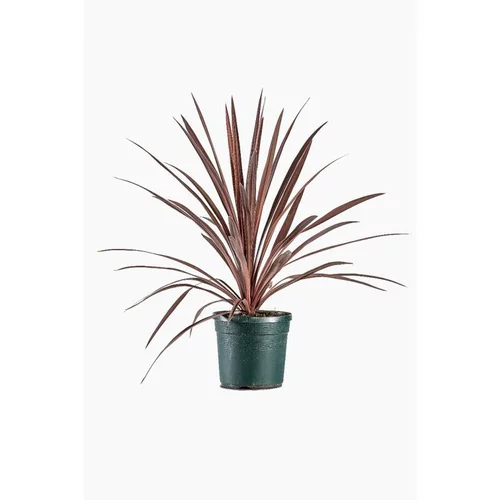Cordyline Australis 'Red Star' en pot de 7 L rouge