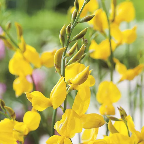 Genêt d’Espagne jaune. Le pot de 3 litres