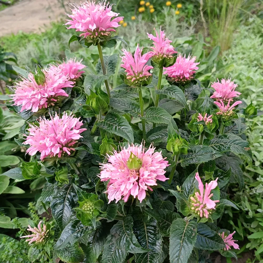 Monarde Sugar Buzz Pink Frosting Monarda didyma Sugar Buzz Pink Frosting