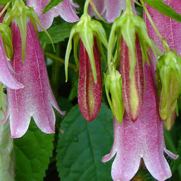 6 x Campanule takesimana 'Elizabeth' – Campanula 'Elizabeth', godet 9cm x 9cm