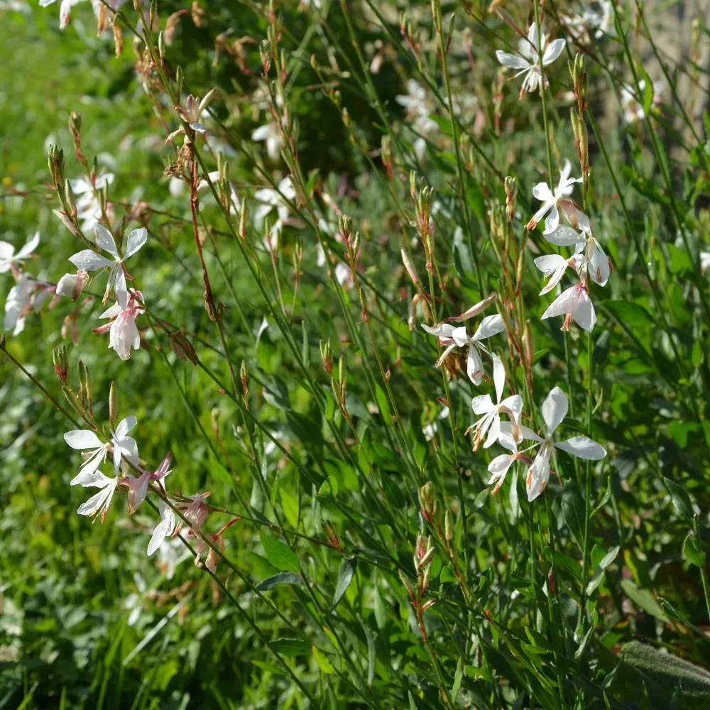 Gaura The Bride Gaura lindheimerii the bride