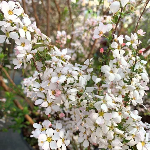 Spirée Thunbergii Fujino Pink. Le pot de 4 litres