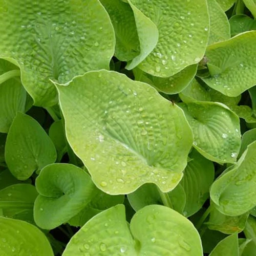 Hosta Zounds Hosta zounds