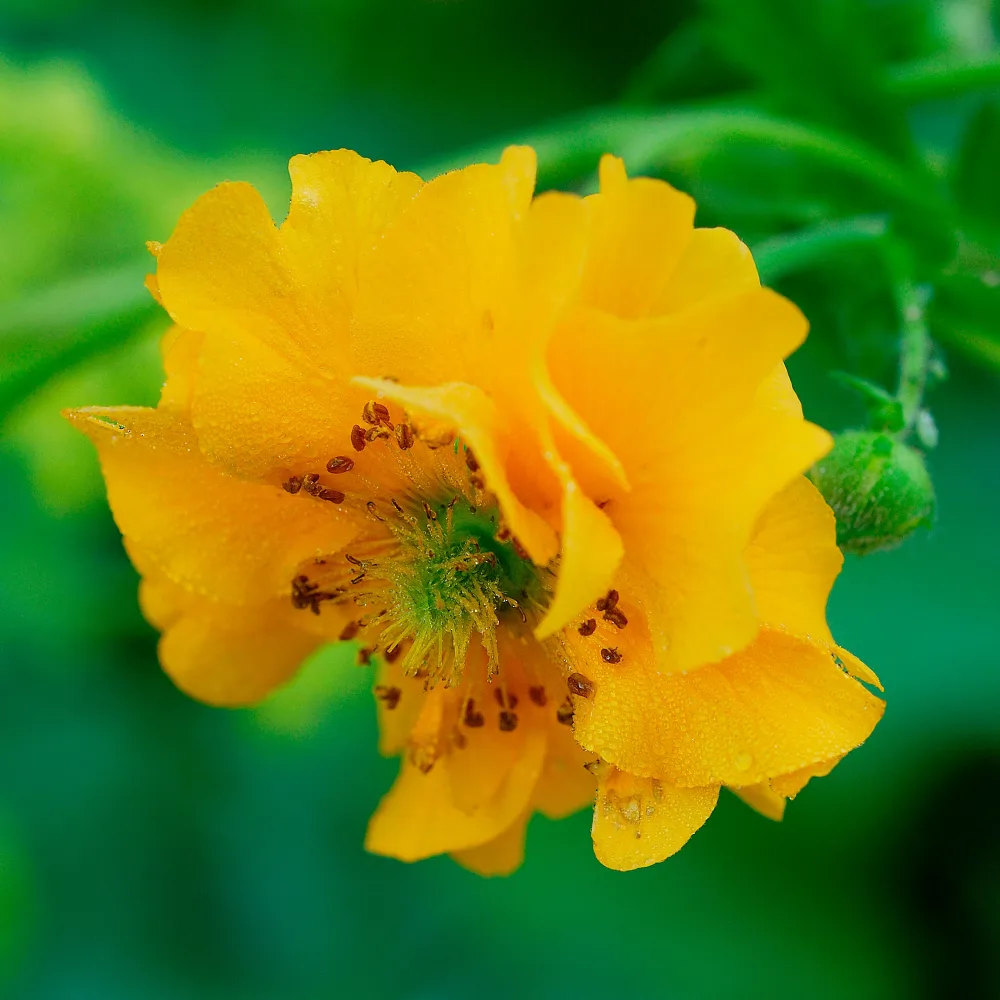 Benoîte Lady Stratheden Geum chiloense Lady Stratheden