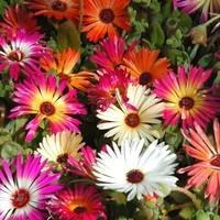 Ficoide Lampranthus - La jardinière de 40 cm