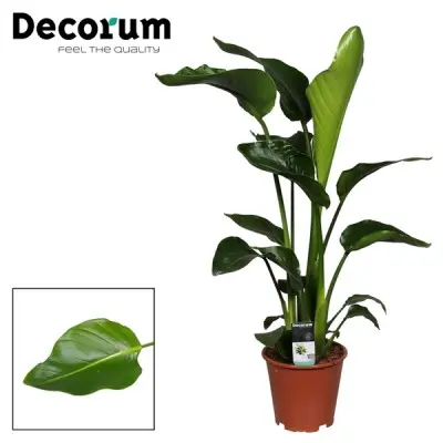 Strelitzia Nicolai. Le pot de Ø 19 x H 110 cm