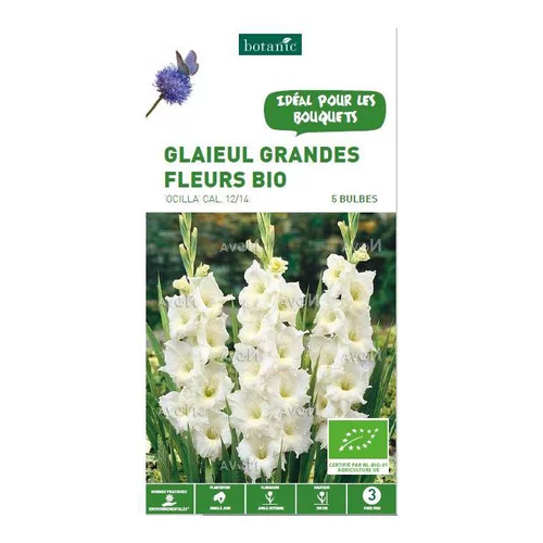 Glaïeul à grandes fleurs Ocilla bio blanc botanic® - 5 bulbes