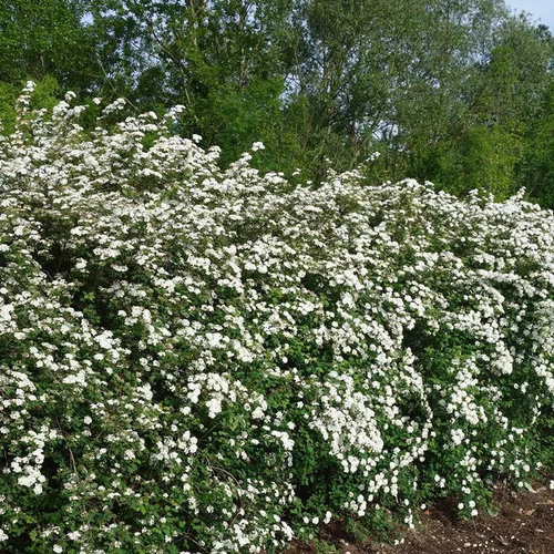 Spirea Van Houttei - Pot de 4L