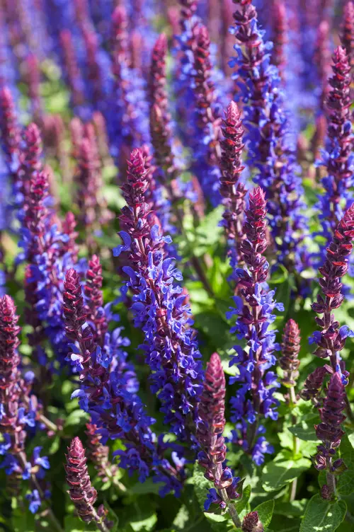 Sauge des bois SALVIA SENSATION® MEDIUM DEEP BLUE - Le pot de 2 litres