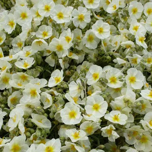 Hélianthème The Bride Helianthemum the bride