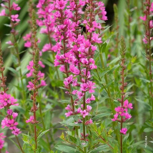 Lythrum Salicaria - Le pot de 5 litres