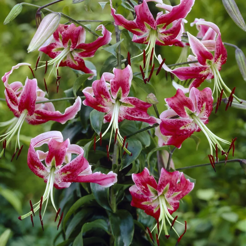 Lis Black Beauty Lilium Black Beauty