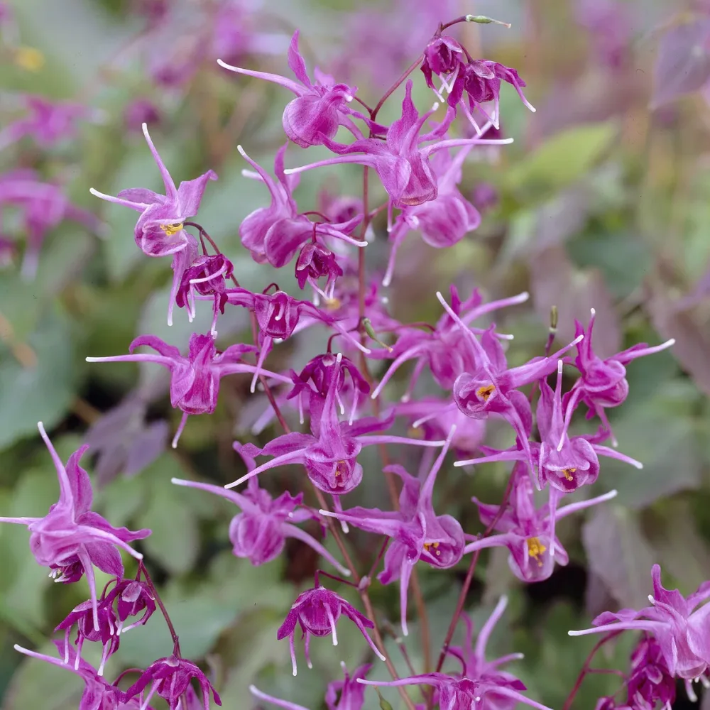 Epimedium à grandes fleurs Lilafee Epimedium grandiflorum Lilafee