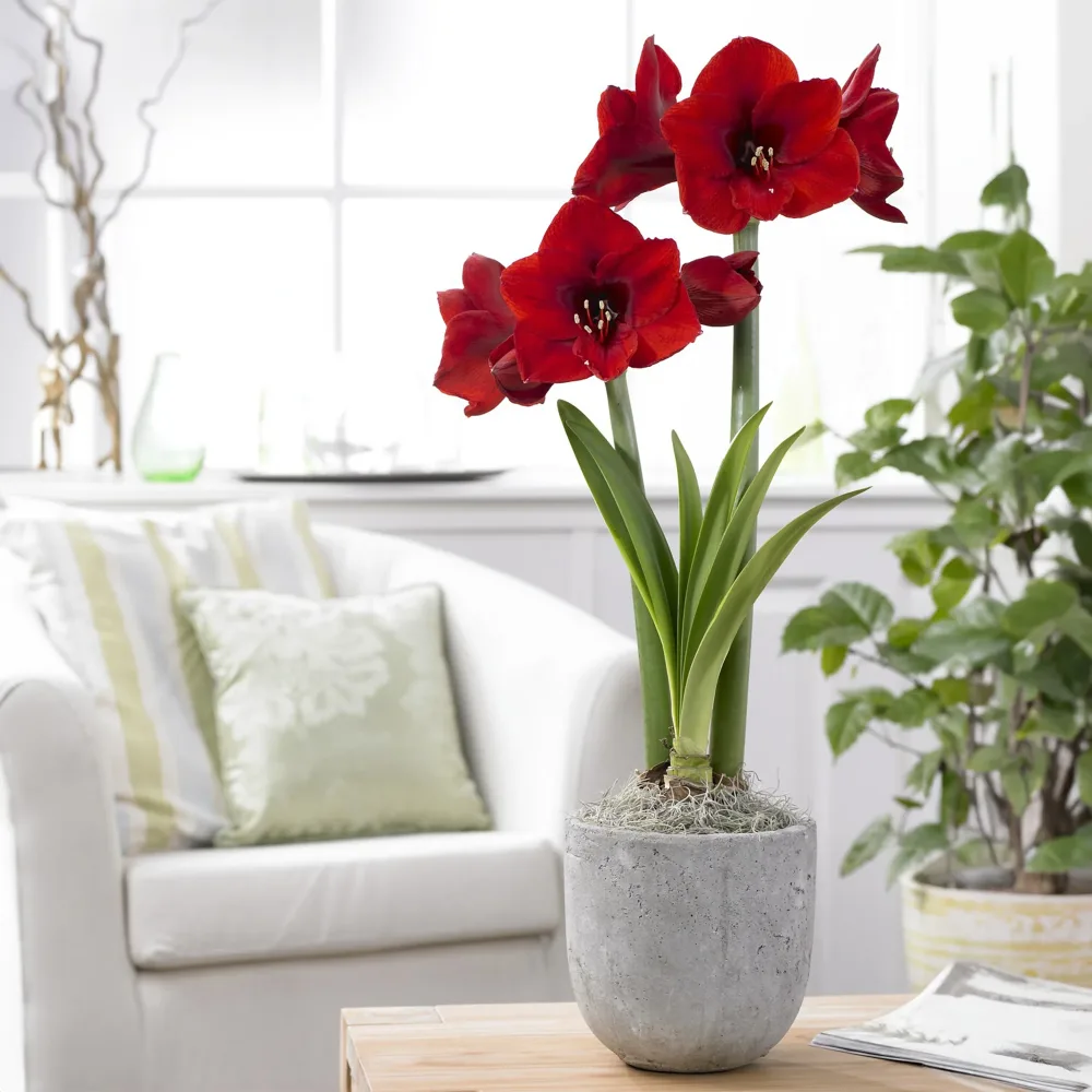 Amaryllis rouge Amaryllis Red Lion