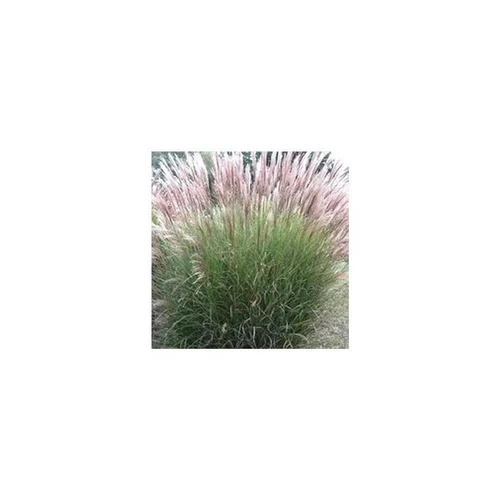 Miscanthus Sinensis Adagio - Le pot de 7 litres