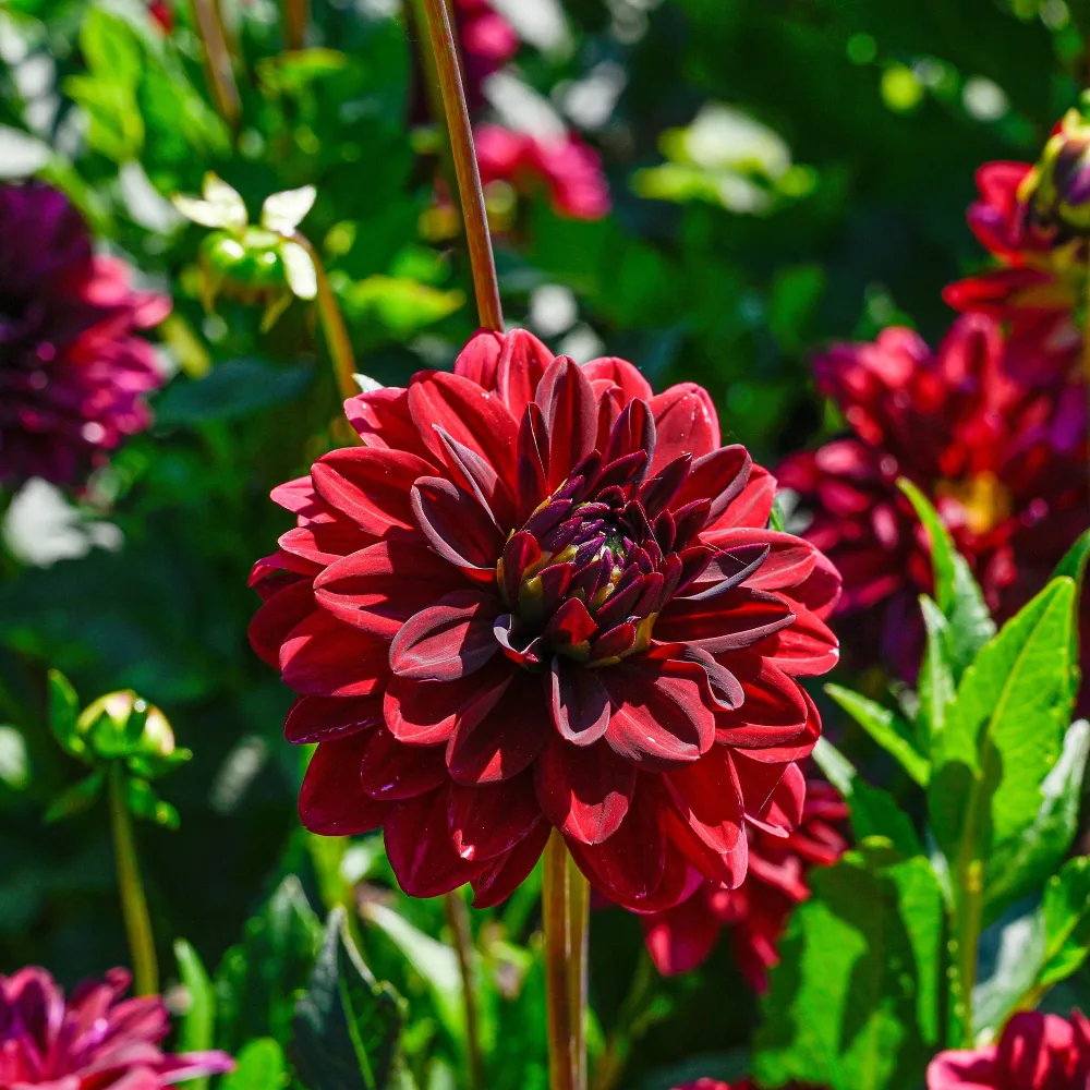 Dahlia décoratif Arabian Night Dahlia Arabian Night