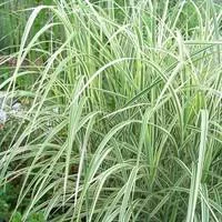 Miscanthus Sinensis Morning Light - Le pot de 2 litres
