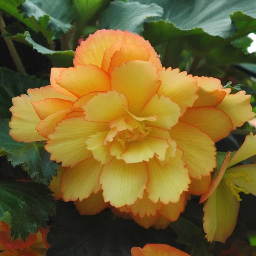 Bégonia Tubéreux à fleurs multicolores - Le pot de 0,7 litre