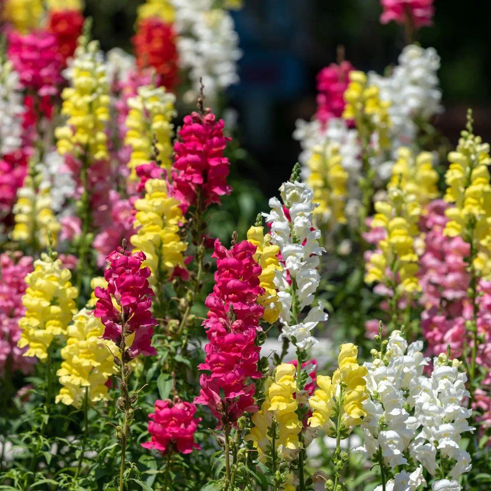 Muflier demi-naine Rainbow en mélange Antirrhinum majus nanum