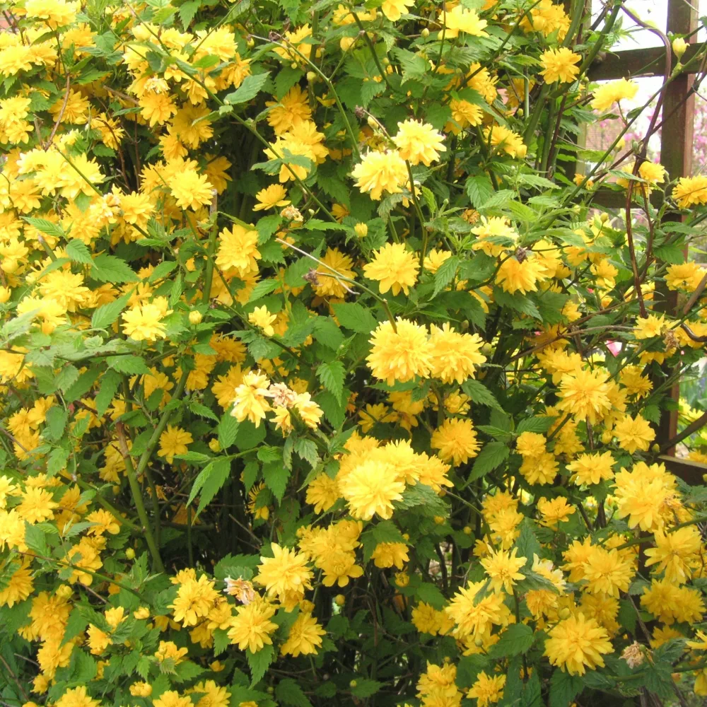 Corête du Japon Kerria japonica pleniflora