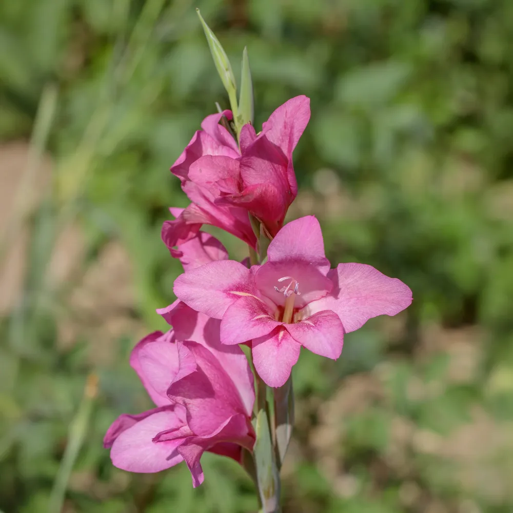 25 Glaïeuls nains roses Gladiolus Dwarf Pink