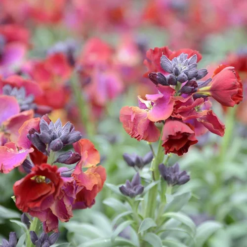 Giroflée ou Erysimum à fleurs oranges - Le pot de 0,7 litre