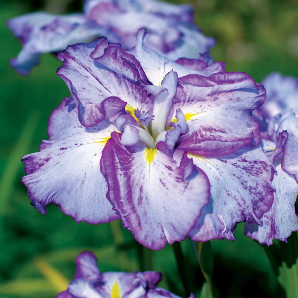 2 Iris du Japon Harlequinesque Iris ensata harlequinesque