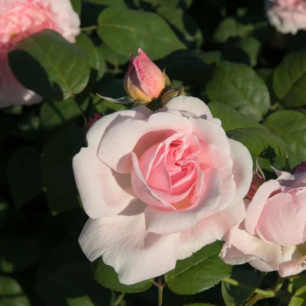Rosier buisson rose Rosa